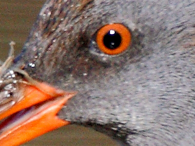 Porciglione, sequenza di predazione